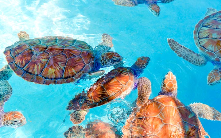 Scalo /immagini/it/scali/scalo,Costa Maya-_720x450,MX,CMY,71987.jpg